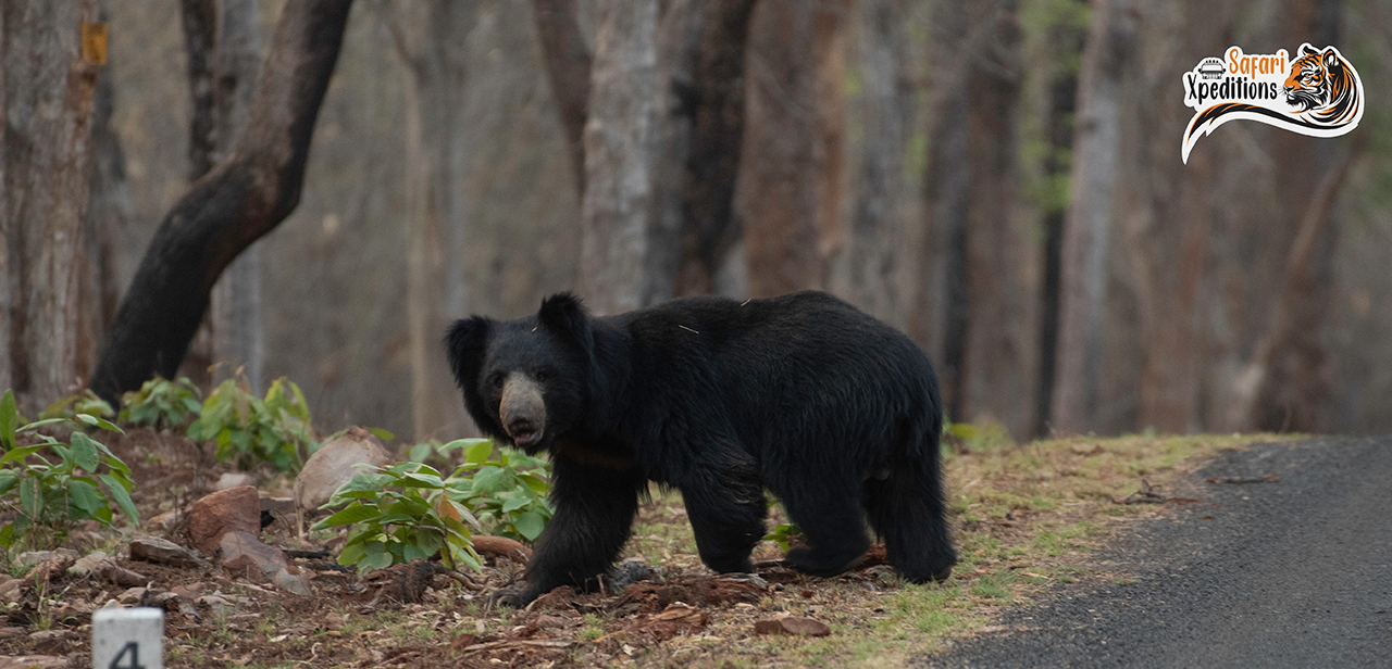 bear