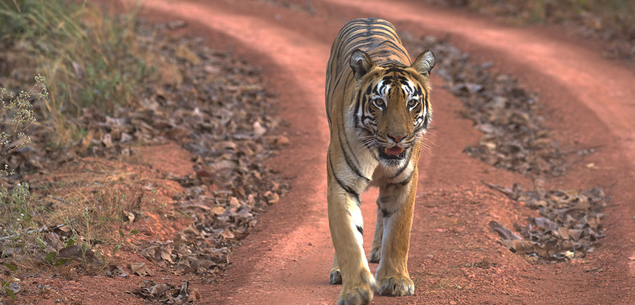 Choti Madhu Tiger
